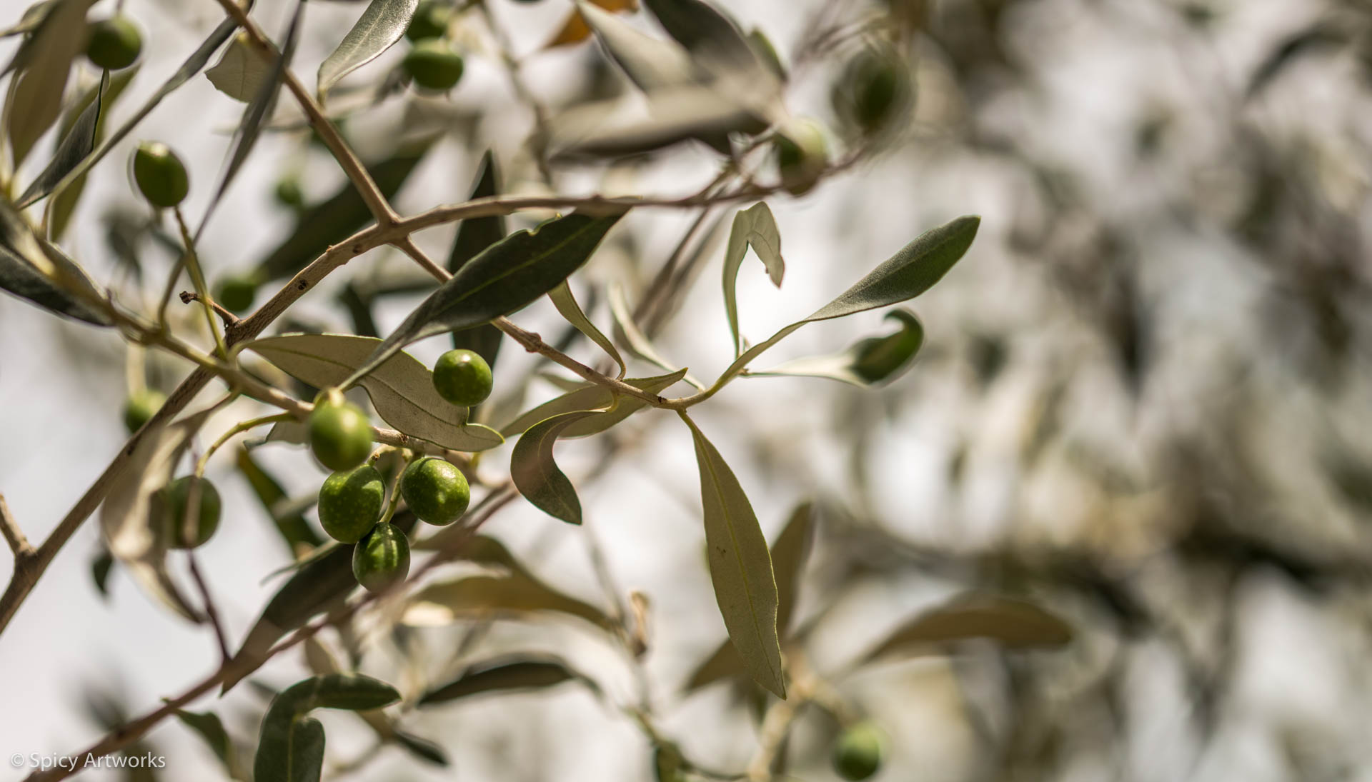 olive 2.jpg