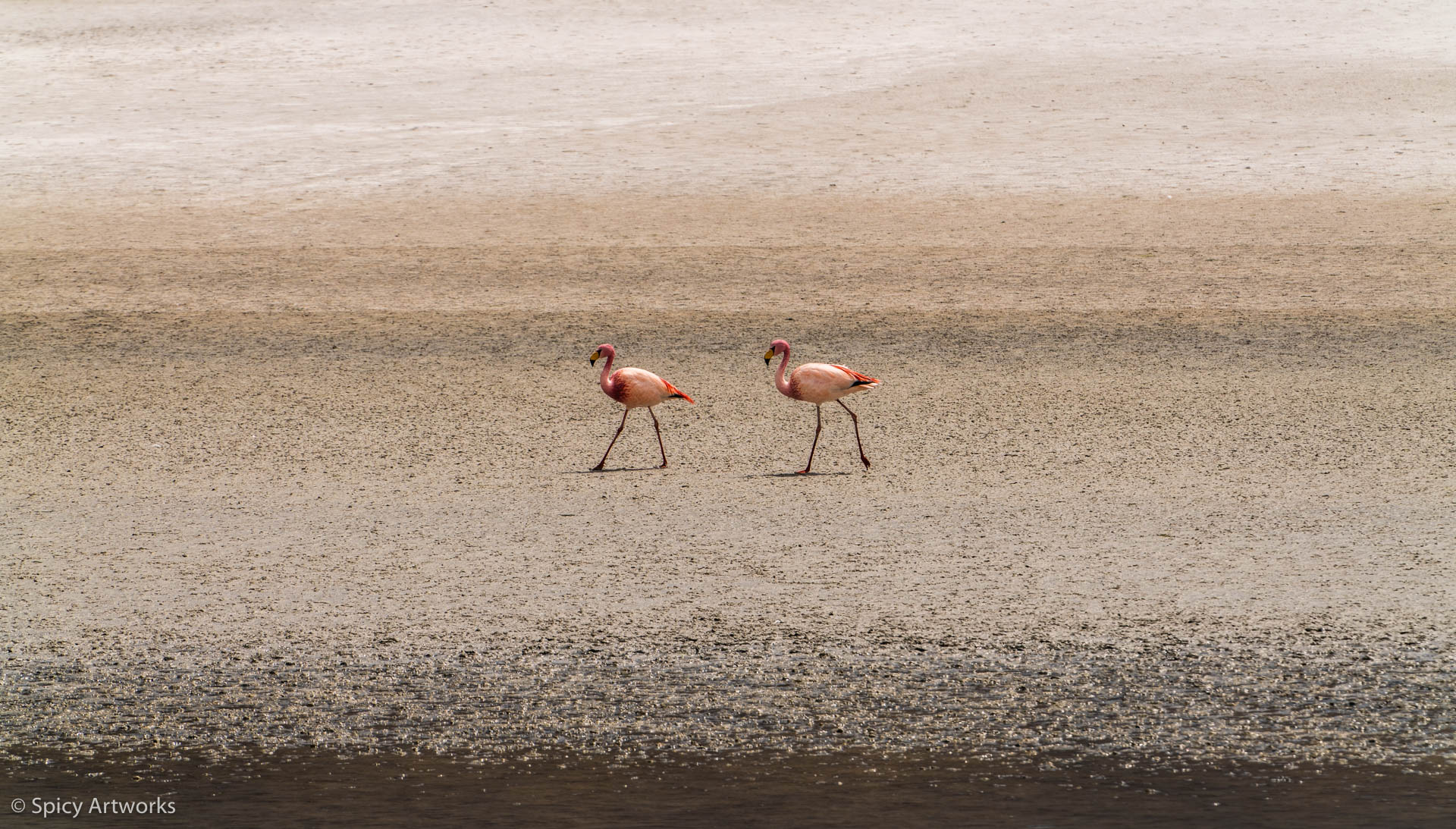 Südwesten Berge11 Flamingo10.jpg