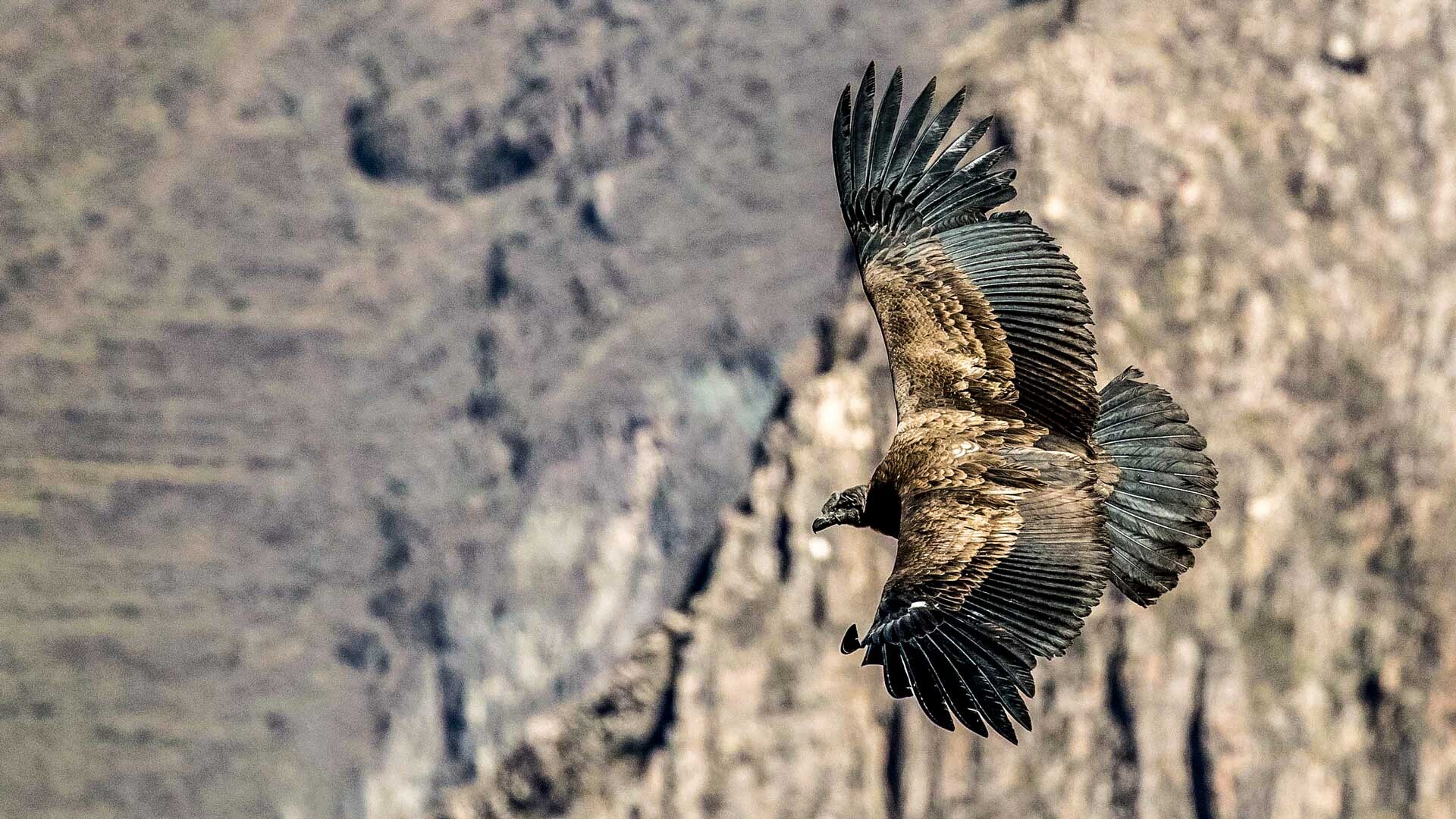 FARBIGER GEHT'S KAUM NOCH - Peru 2016 - Teil 2: Der Flug des Condor