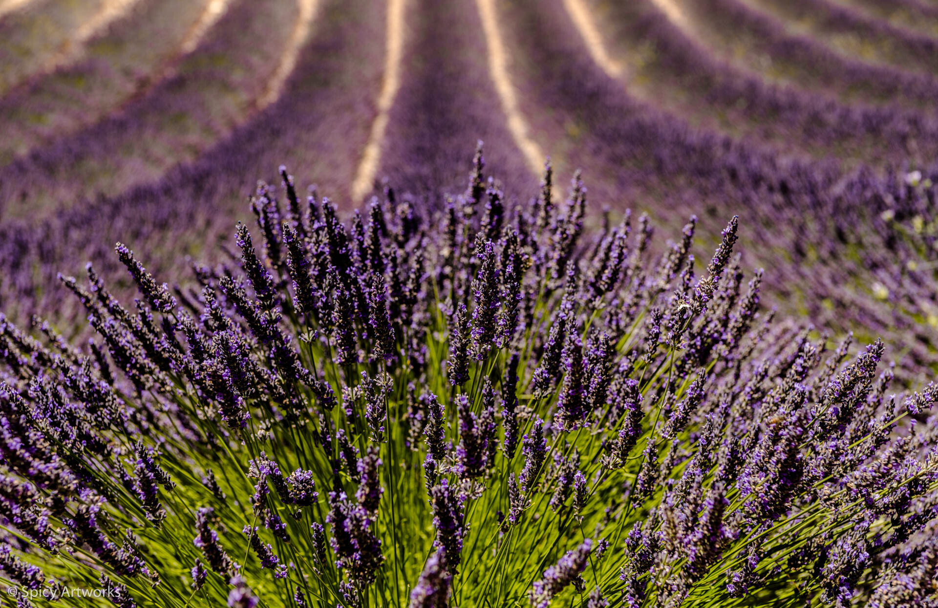 THE COLOR OF PURPLE OR THE PERFUME OF THE FIELDS - PROVENCE 2017 - Part 1: Between Lavender fields and vineyards