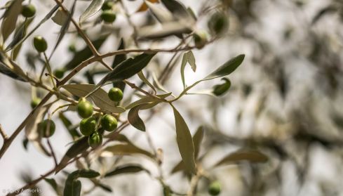 olive 2.jpg